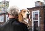 Cara merawat Anjing tua